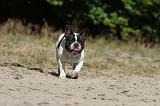 BOULEDOGUE FRANCAIS 307